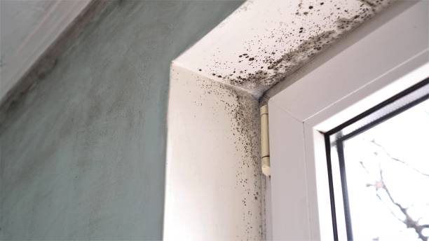 Best Mold Remediation for Specific Building Types in Dillonvale, OH