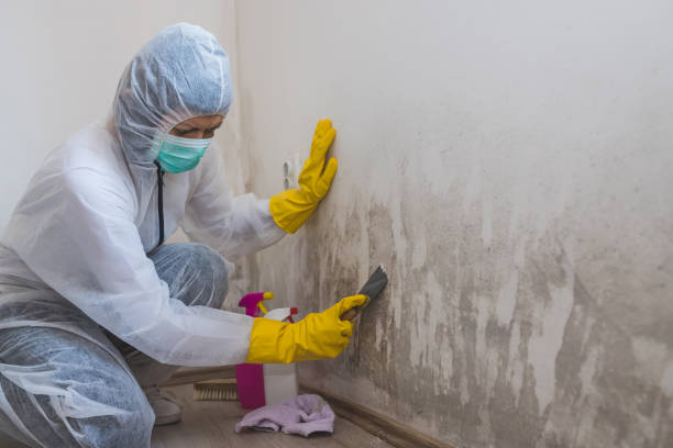 Best Black Mold Remediation in Dillonvale, OH