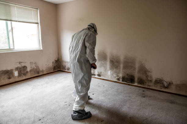 Best Emergency Mold Remediation in Dillonvale, OH