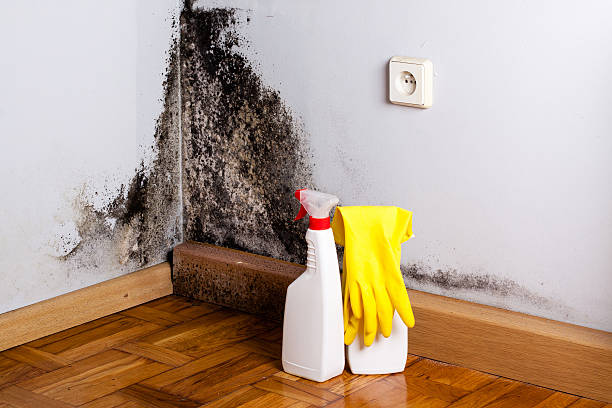 Best Residential Mold Remediation in Dillonvale, OH