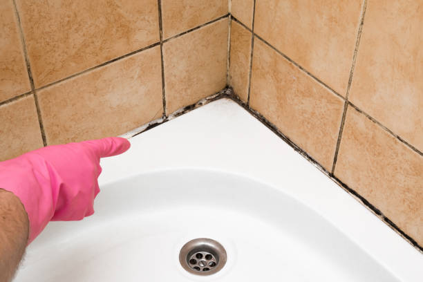 Best Preventive Mold Services in Dillonvale, OH